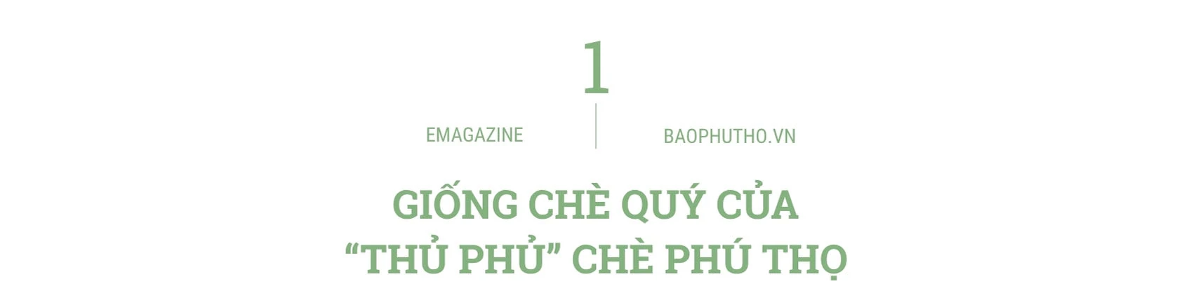 “Thức dậy” một giống chè, thắp lên một khát vọng
