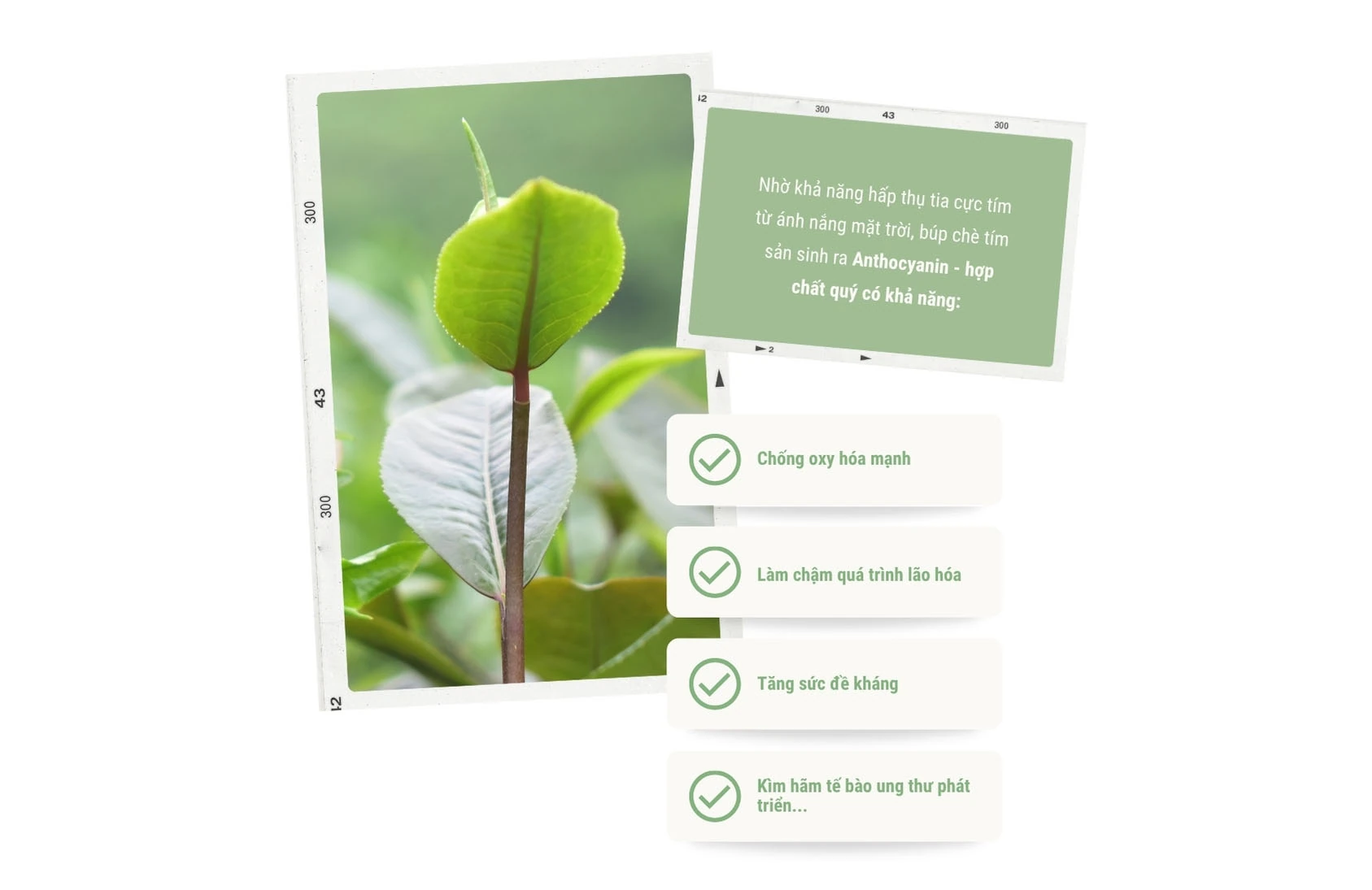 “Thức dậy” một giống chè, thắp lên một khát vọng