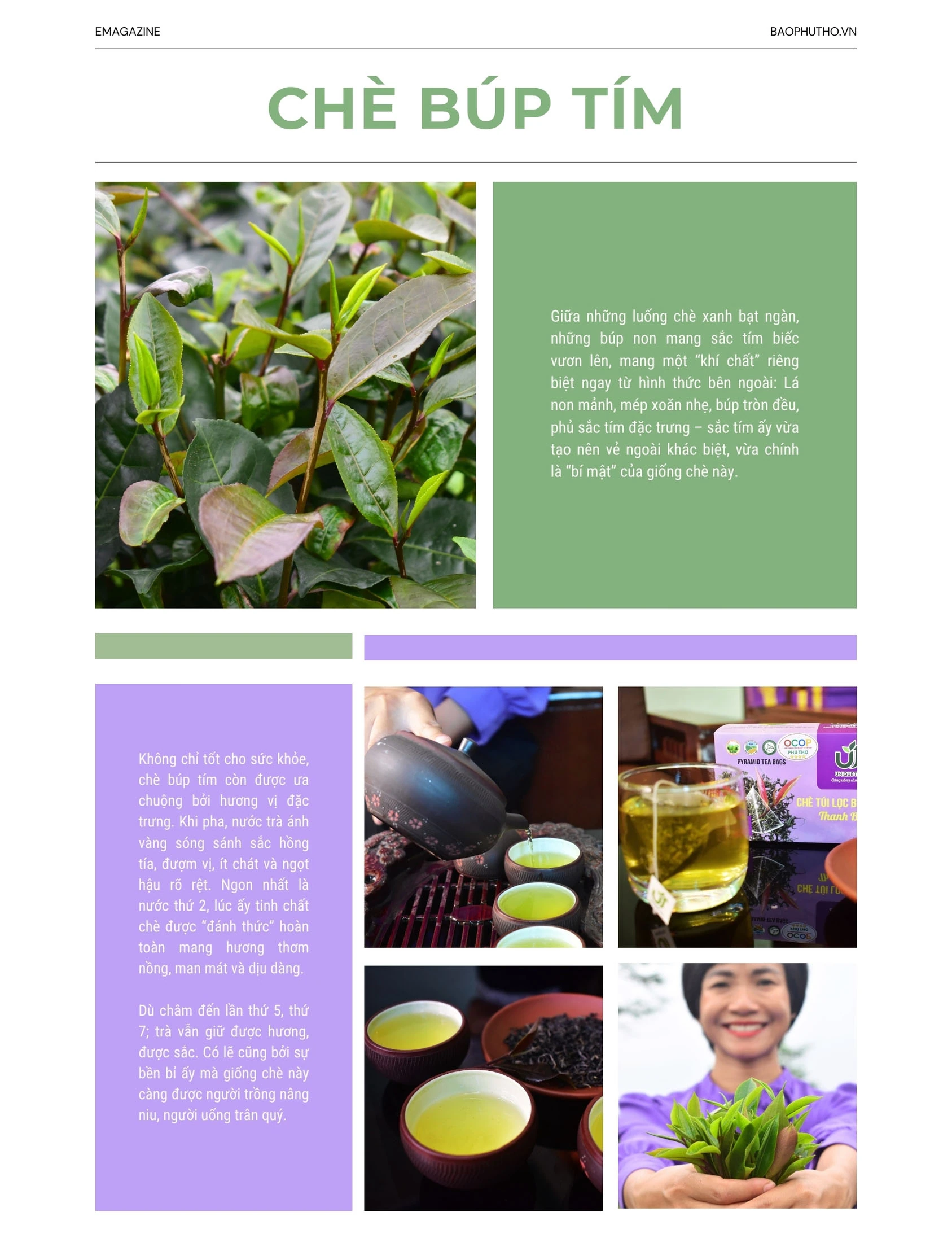 “Thức dậy” một giống chè, thắp lên một khát vọng