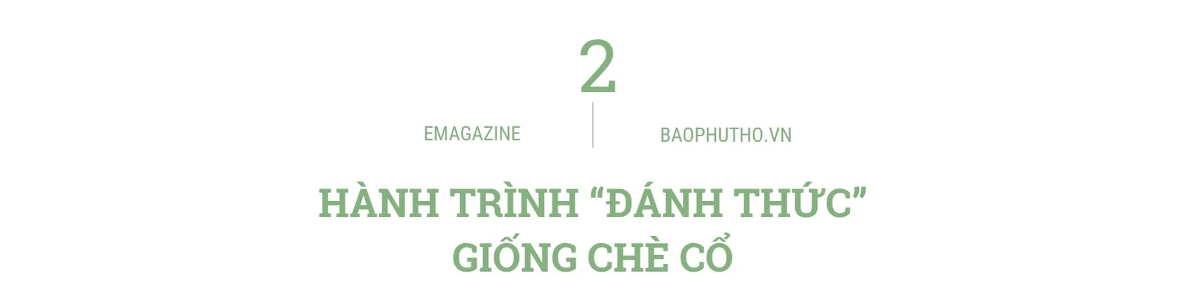 “Thức dậy” một giống chè, thắp lên một khát vọng
