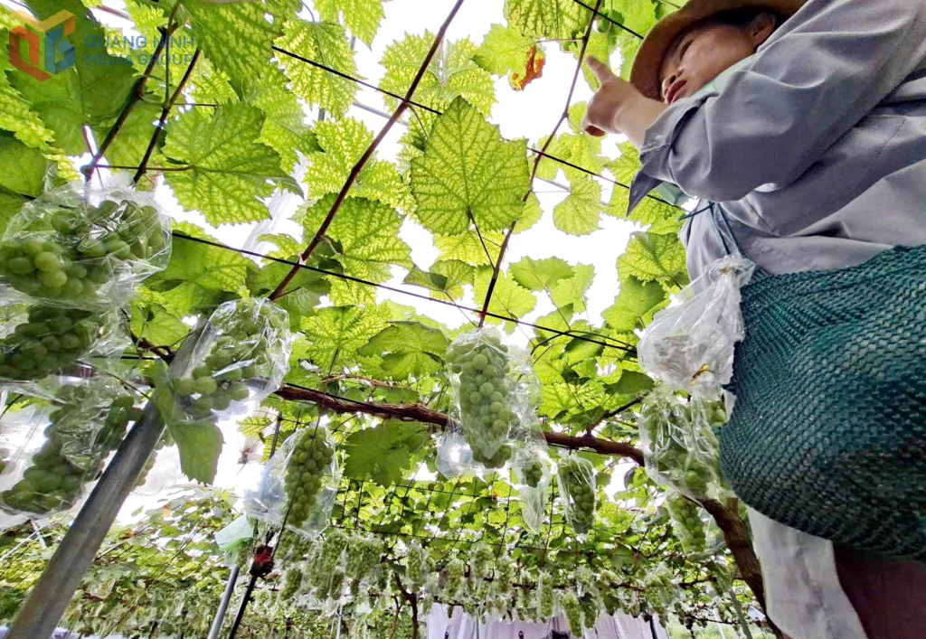 Người tiên phong đưa giống cây “quý tộc” về Bình Liêu