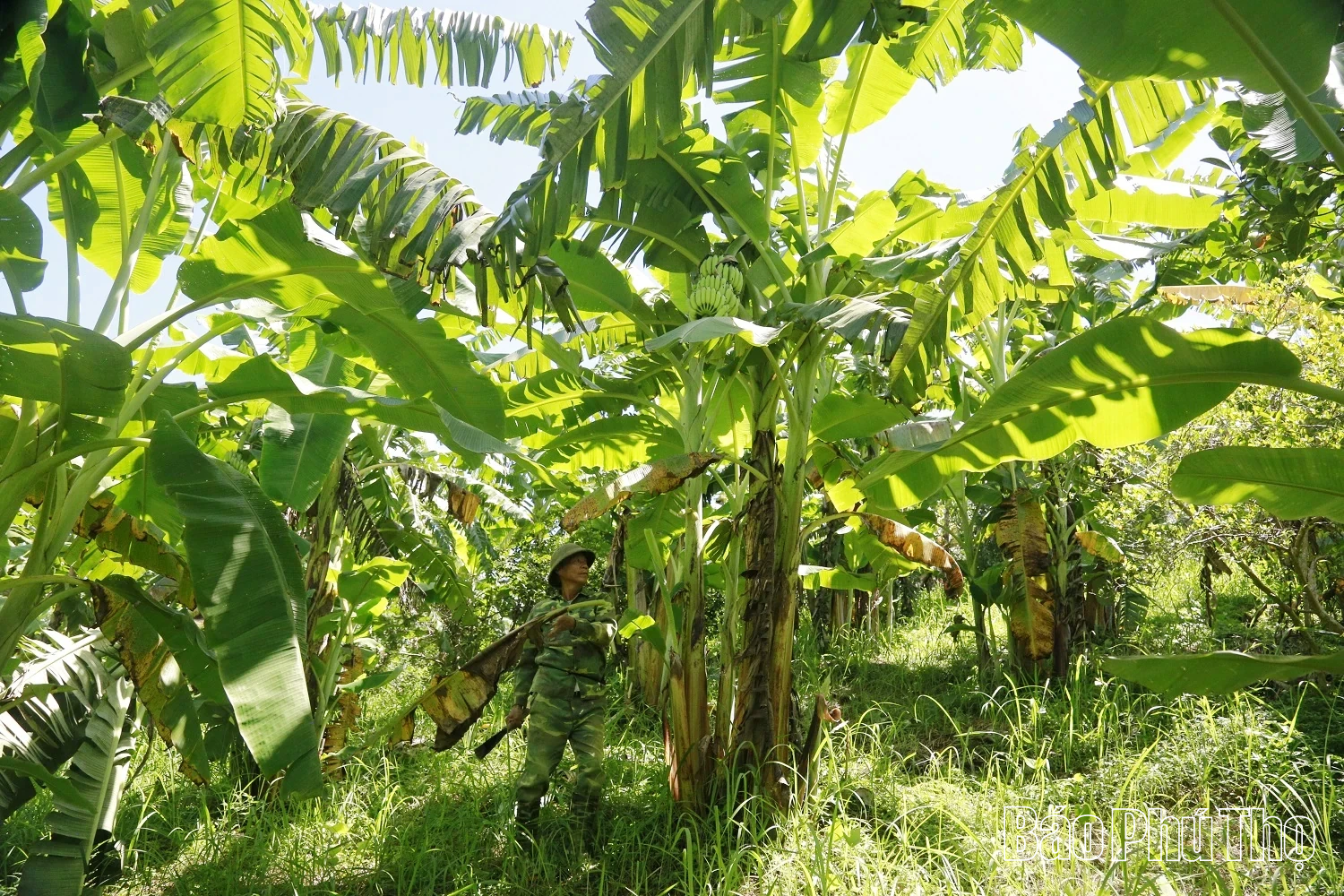 “Kho vàng xanh” bên núi Chẹn