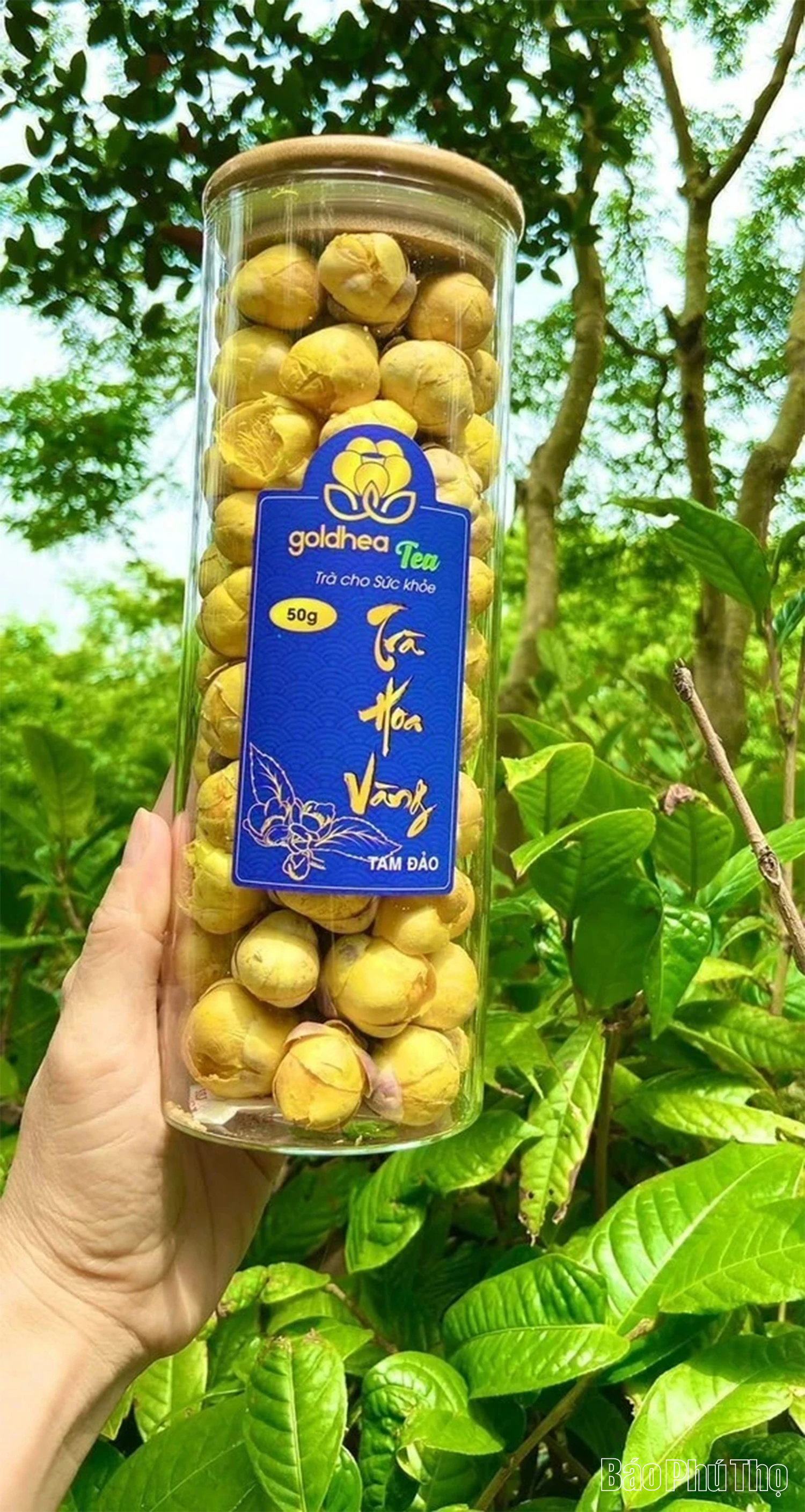 Trà hoa vàng Tam Đảo - sản phẩm dược liệu uy tín cho thu nhập cao