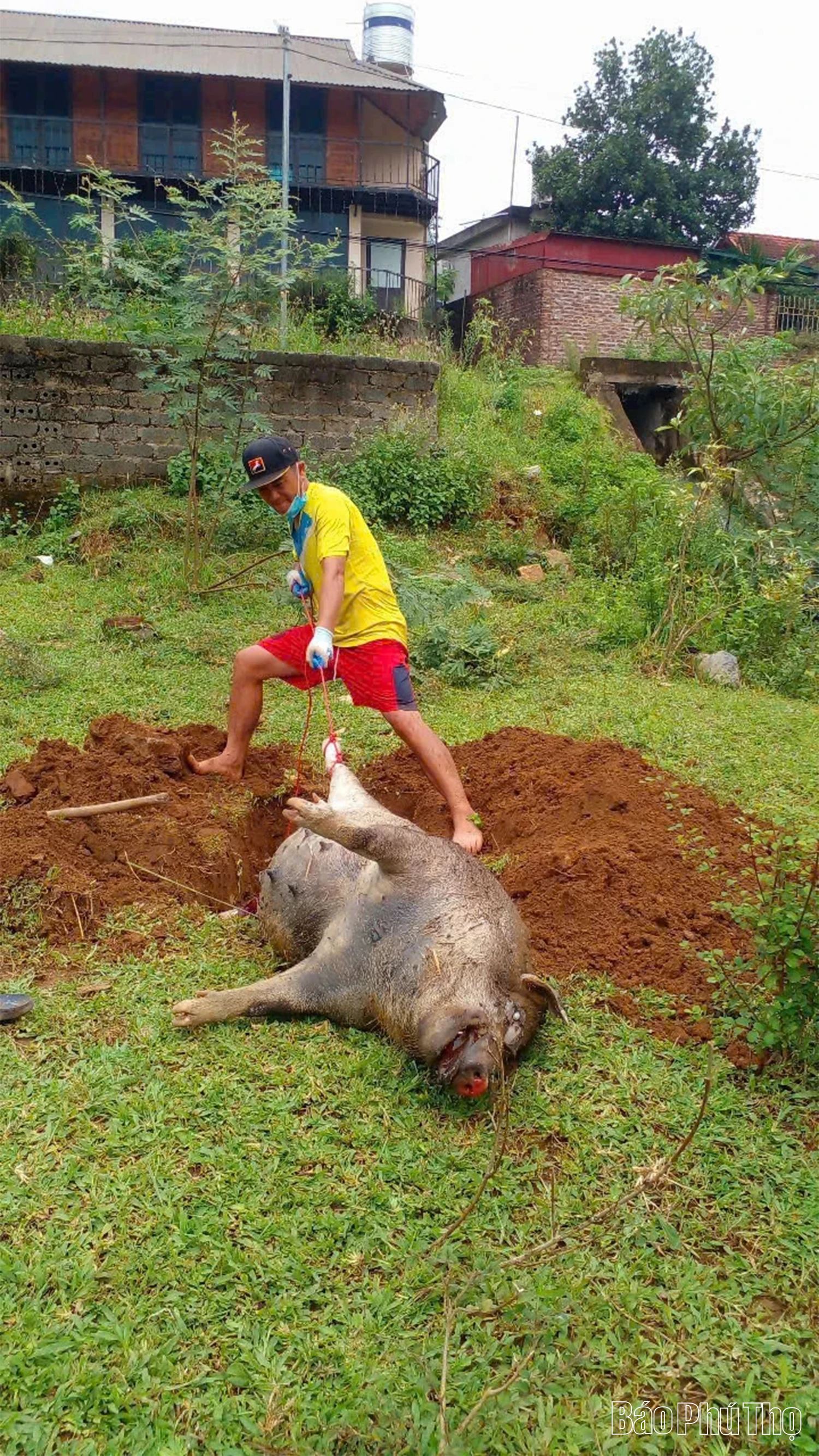 Anh Bùi Văn Tùng tự tìm, chôn lợn bệnh để bảo vệ môi trường