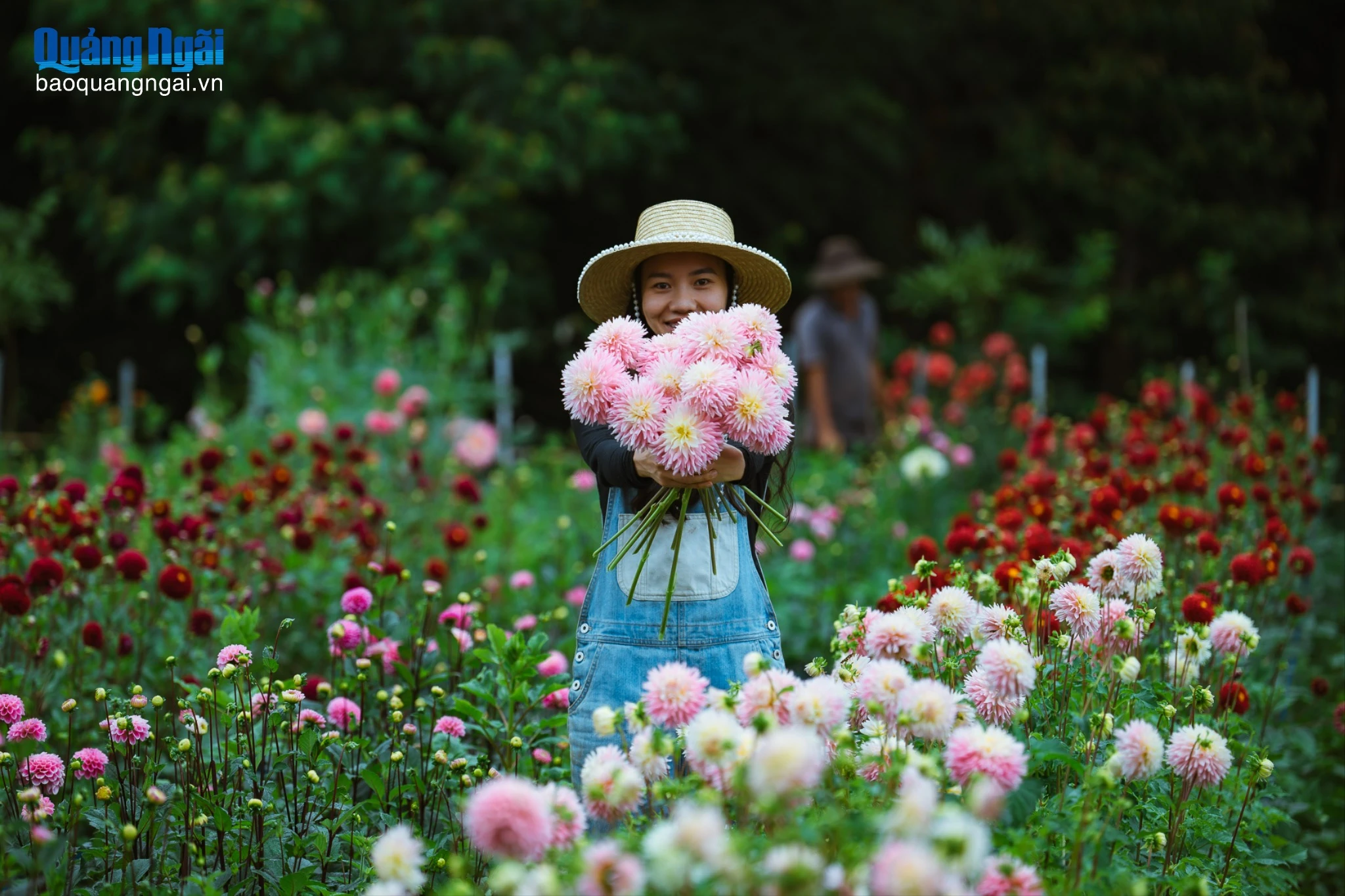 Vườn hoa thược dược đẹp như cổ tích ở Măng Đen