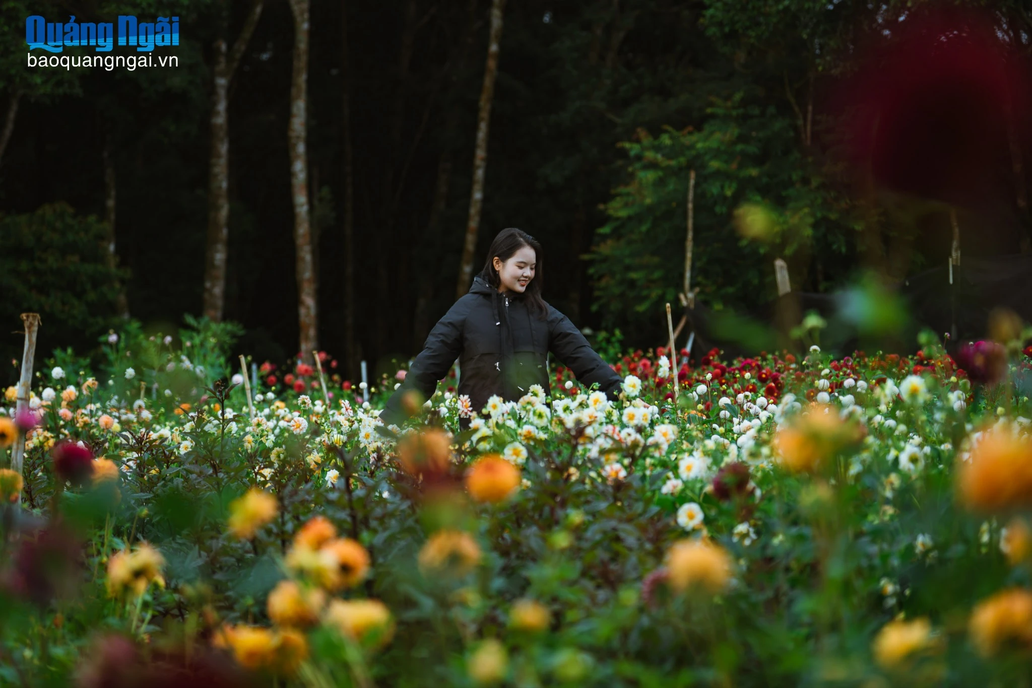 Vườn hoa thược dược đẹp như cổ tích ở Măng Đen