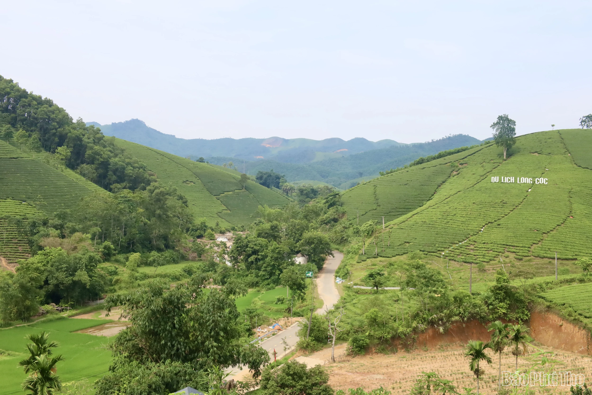 Trà Bát Tiên Long Cốc - đặc sản hương trà Đất Tổ