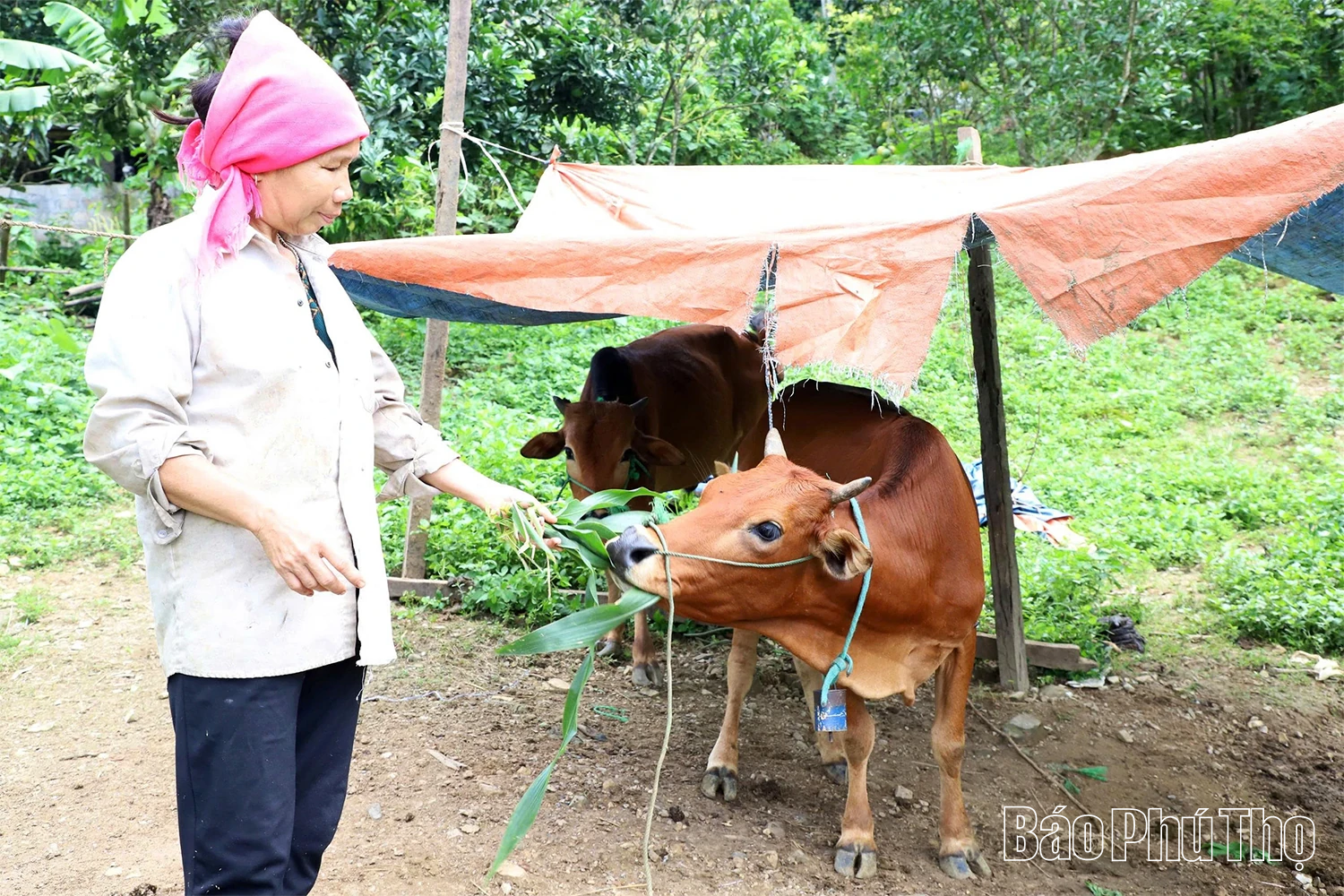 Biến con giống thành sinh kế, giúp dân thoát nghèo