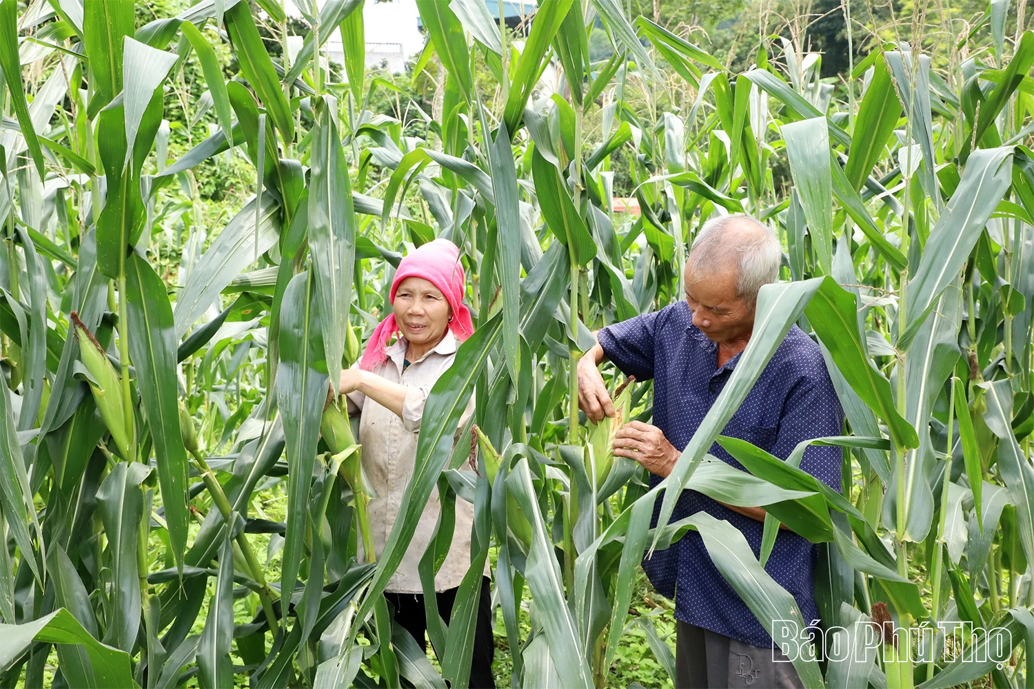 Biến con giống thành sinh kế, giúp dân thoát nghèo