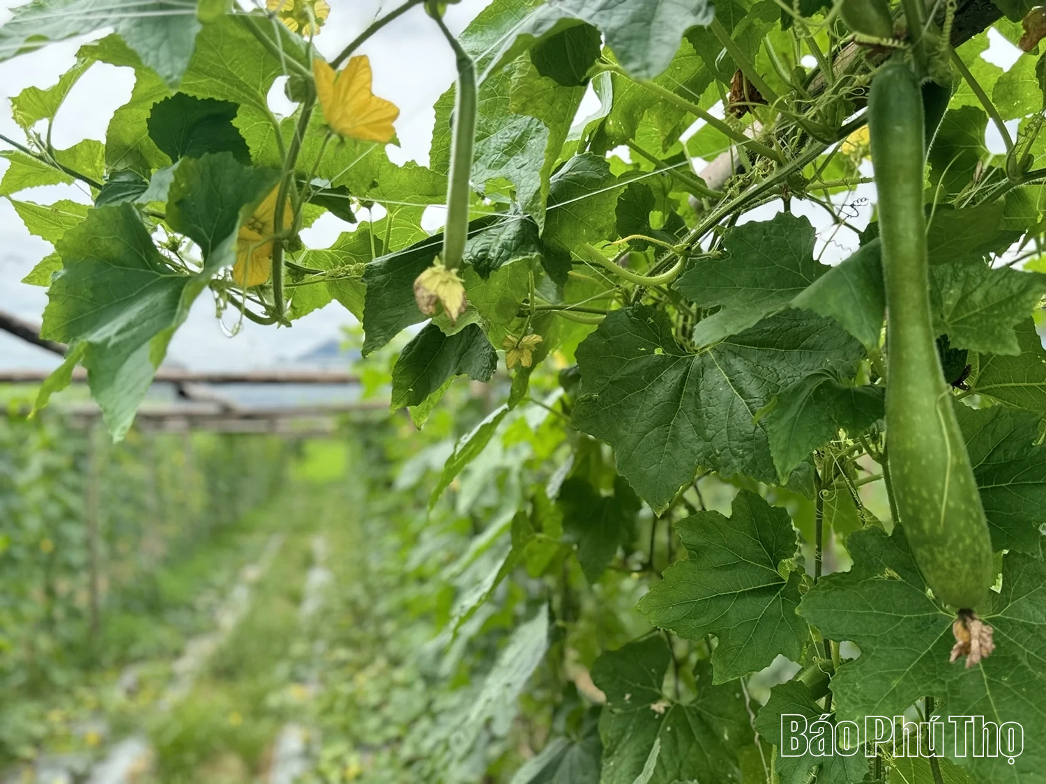 Vùng quê Hợp Kim chuyển đổi cơ cấu cây trồng