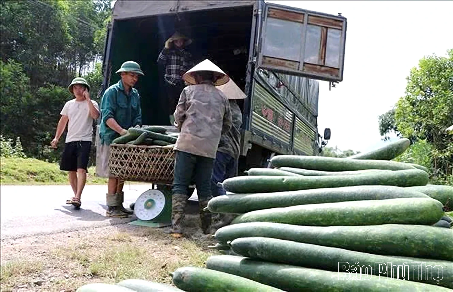 Vùng quê Hợp Kim chuyển đổi cơ cấu cây trồng
