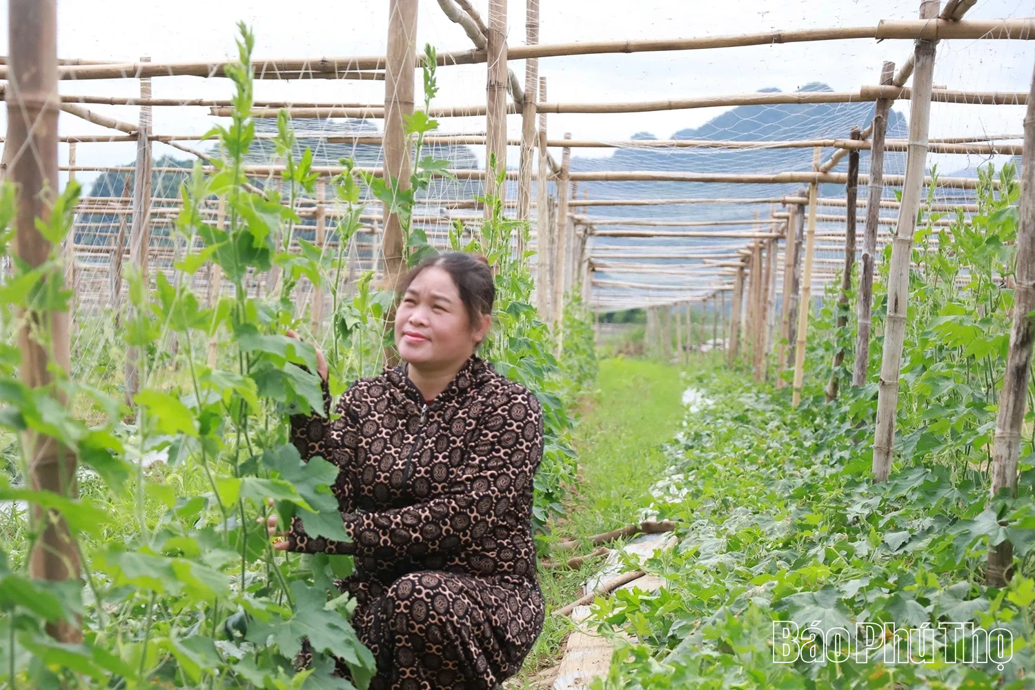 Vùng quê Hợp Kim chuyển đổi cơ cấu cây trồng