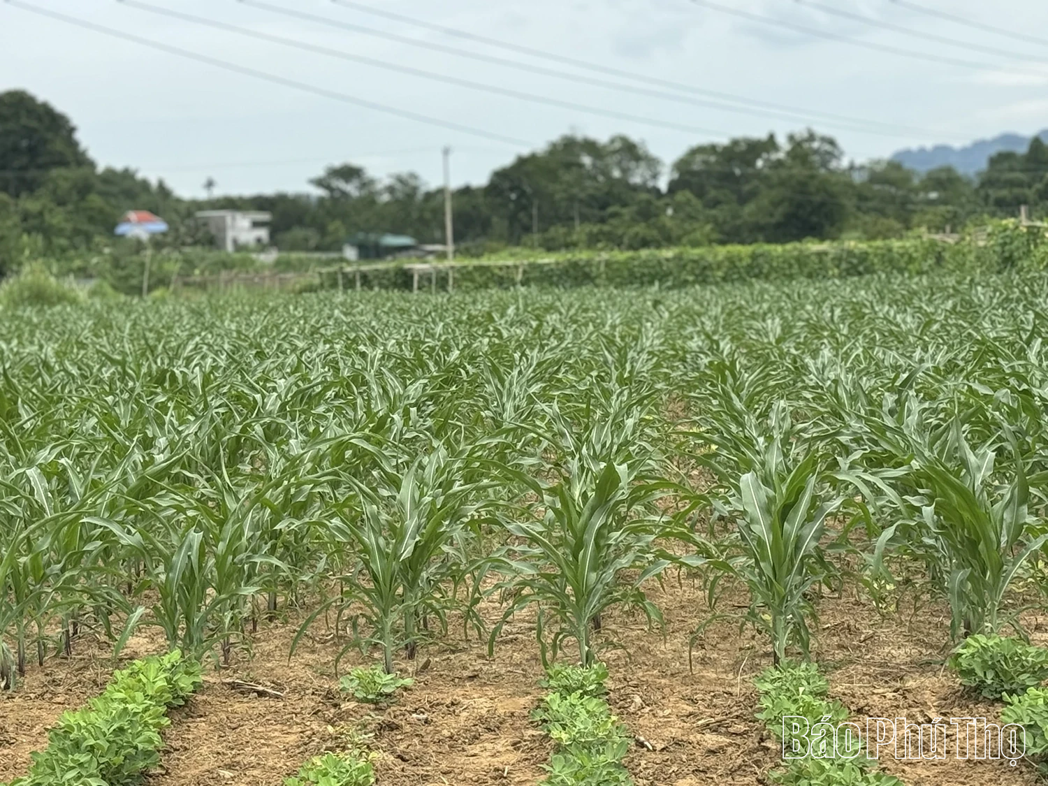 Vùng quê Hợp Kim chuyển đổi cơ cấu cây trồng