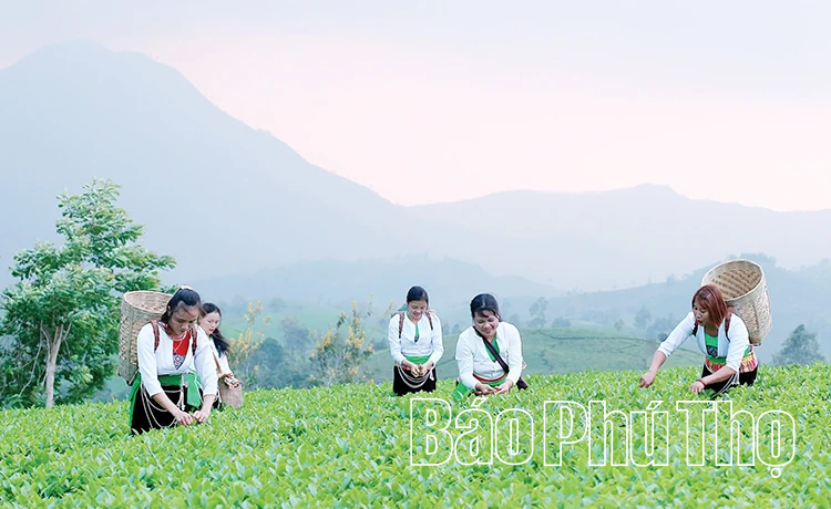 Những phụ nữ đưa hương chè vươn xa