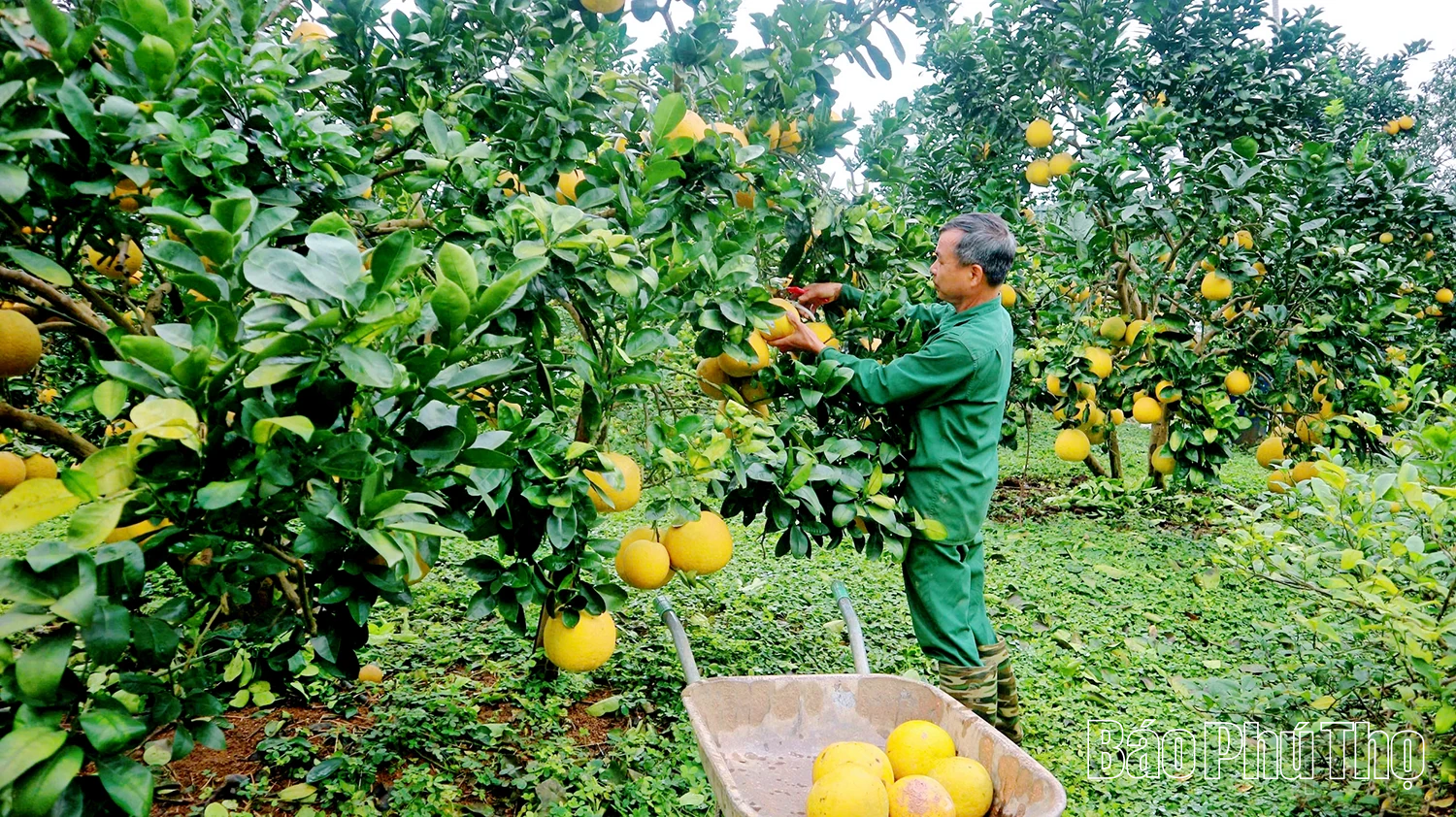 Nâng tầm bưởi đặc sản
