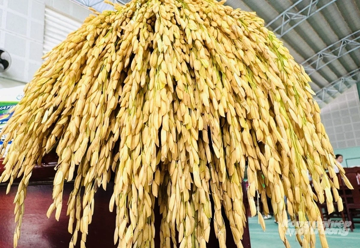 Trồng lúa giảm phát thải, lợi nhuận tăng hơn 20%