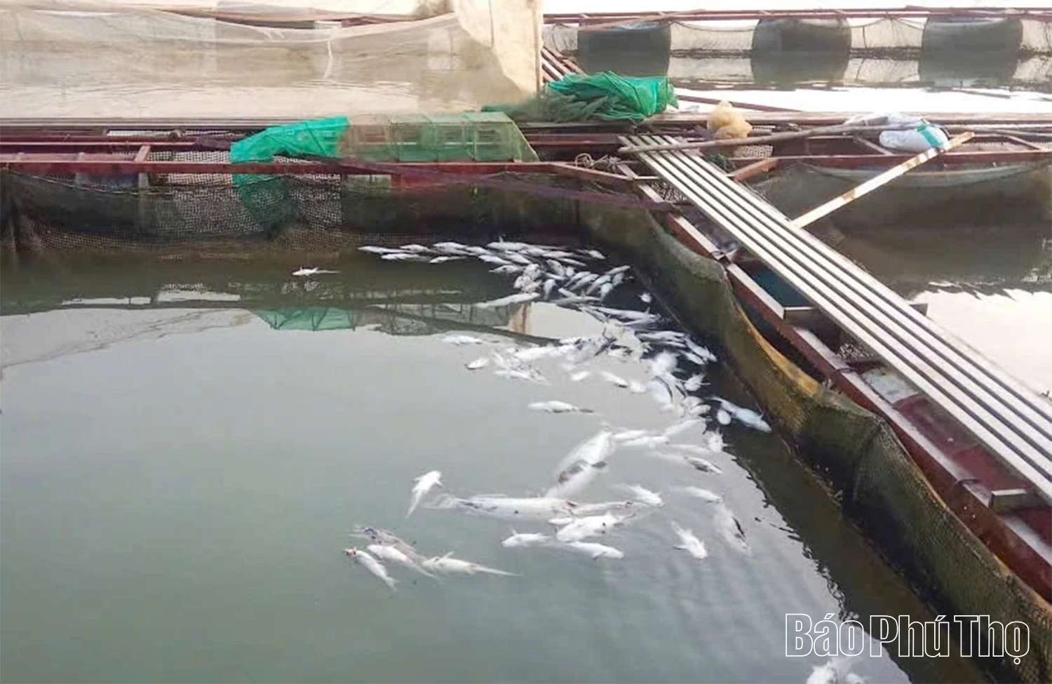 Giảm thiểu thiệt hại cho người nuôi cá Nheo Mỹ trên sông Lô