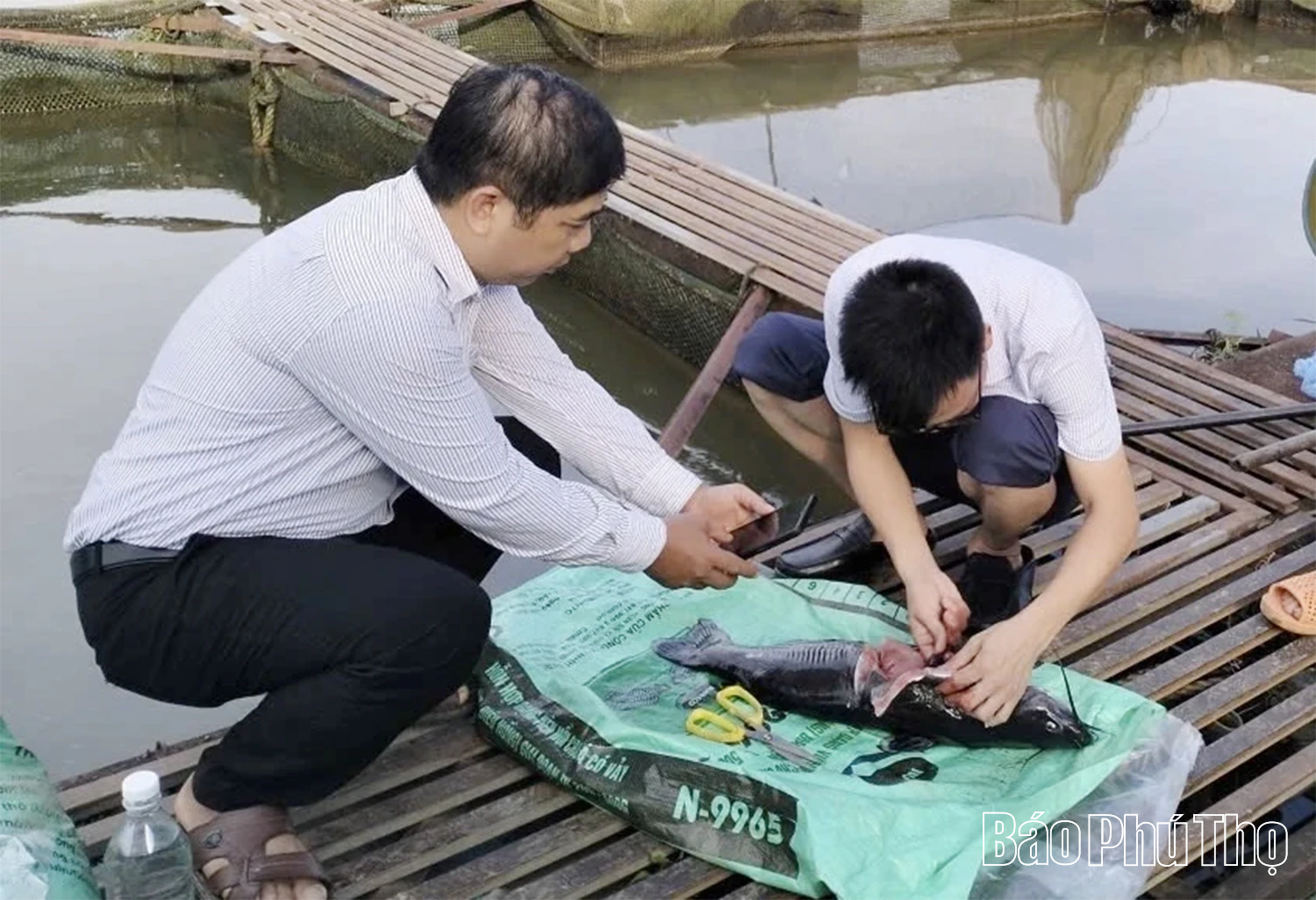 Giảm thiểu thiệt hại cho người nuôi cá Nheo Mỹ trên sông Lô