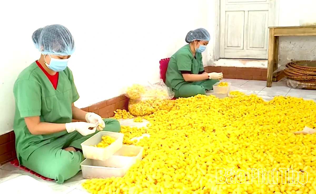 Đông trùng hạ thảo Tam Đảo: Nâng tầm dược liệu Việt