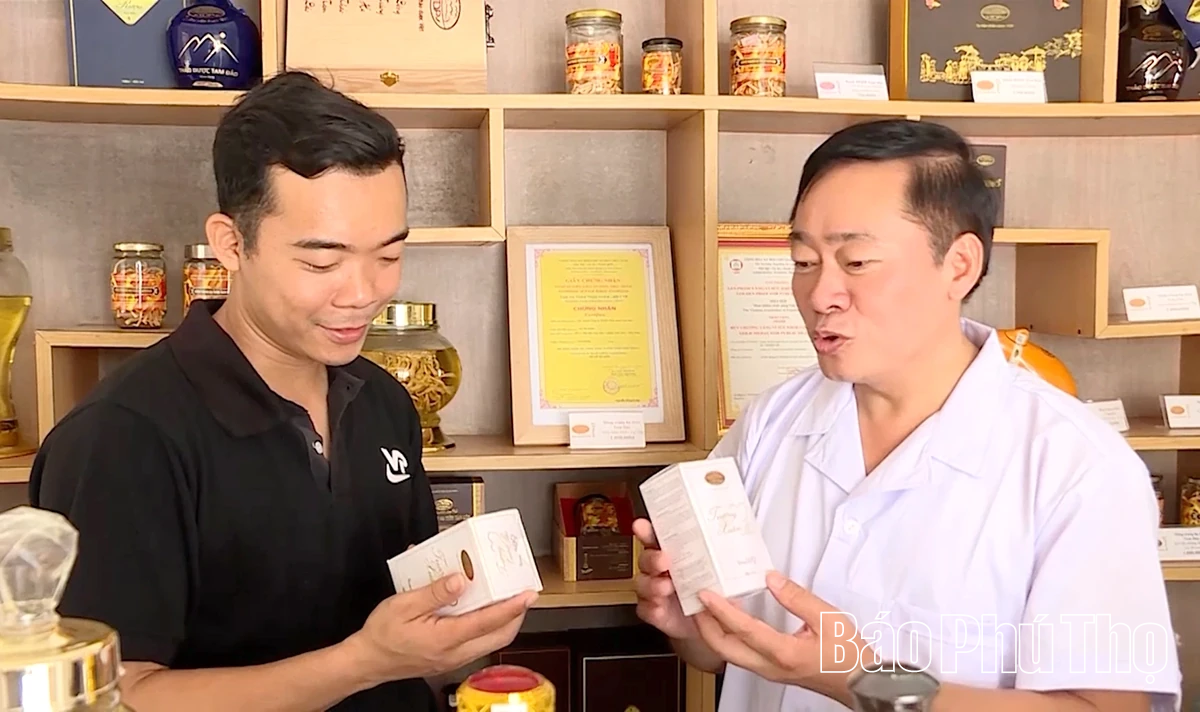 Đông trùng hạ thảo Tam Đảo: Nâng tầm dược liệu Việt