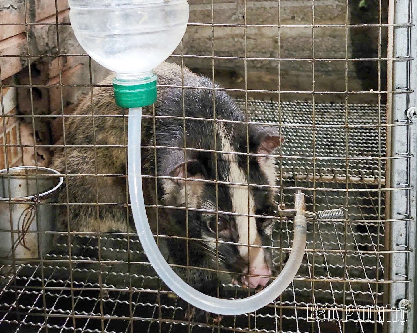 “Hái ra tiền” từ nuôi loài thú hoang dã