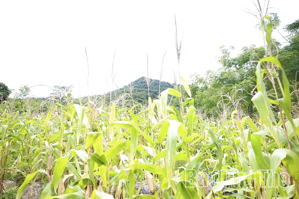 Nhọc nhằn cuộc sống ở bản Đăm