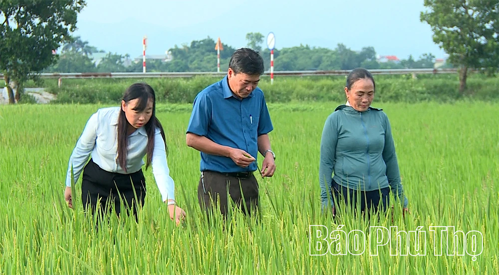 Cơ giới hóa trong sản xuất nông nghiệp ở Phú Thọ