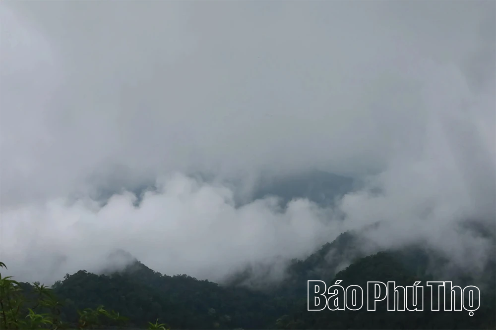 Đừng để vùng chè Shan Tuyết cổ thụ bị... lãng quên