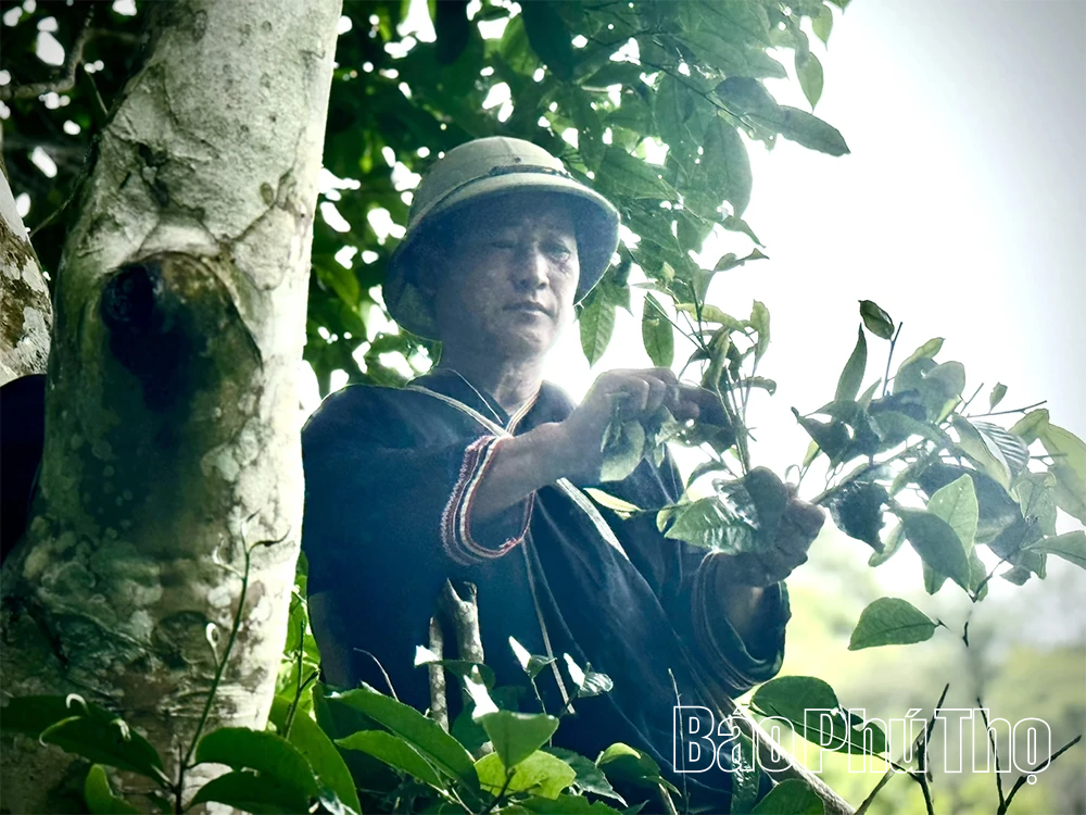 Đừng để vùng chè Shan Tuyết cổ thụ bị... lãng quên