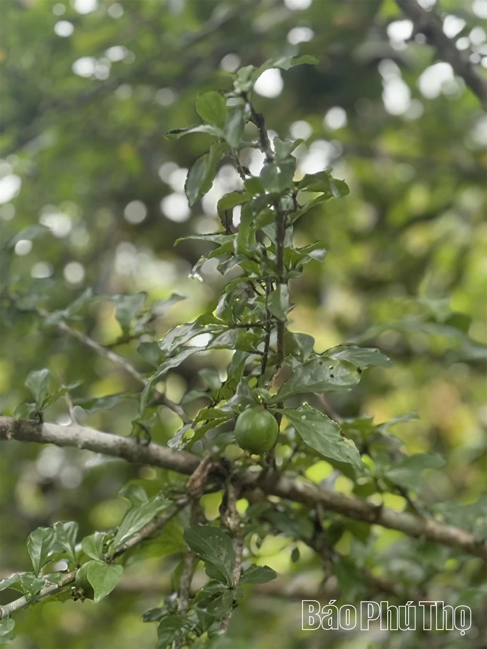 Đừng để vùng chè Shan Tuyết cổ thụ bị... lãng quên