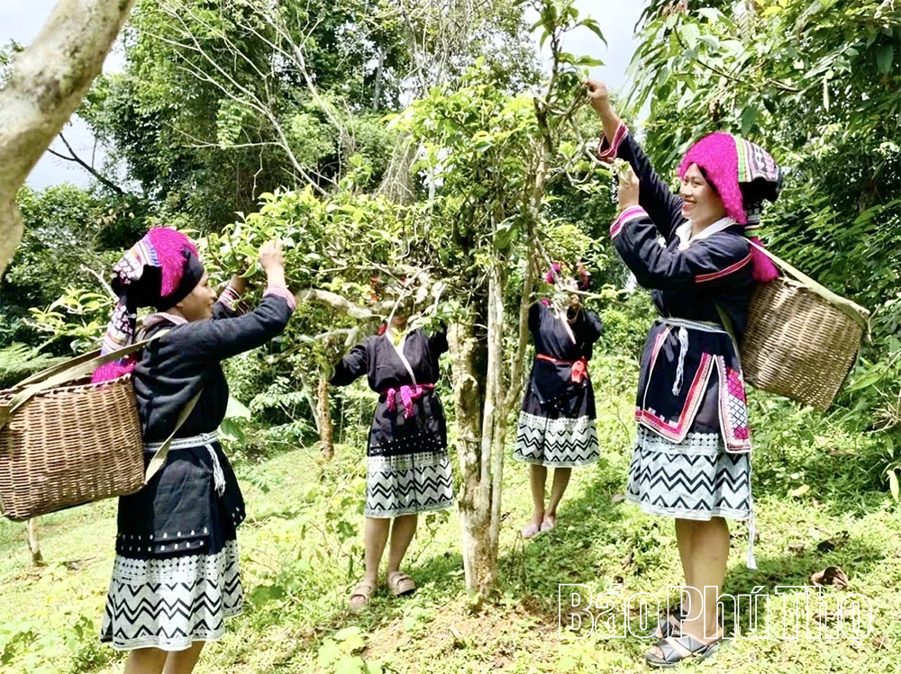 Kỳ 2 - Cấp thiết bảo tồn, phát huy giá trị nguồn nguyên liệu sạch, đặc biệt quý hiếm