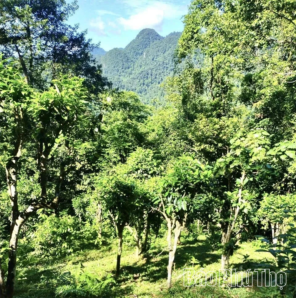 Kỳ 2 - Cấp thiết bảo tồn, phát huy giá trị nguồn nguyên liệu sạch, đặc biệt quý hiếm