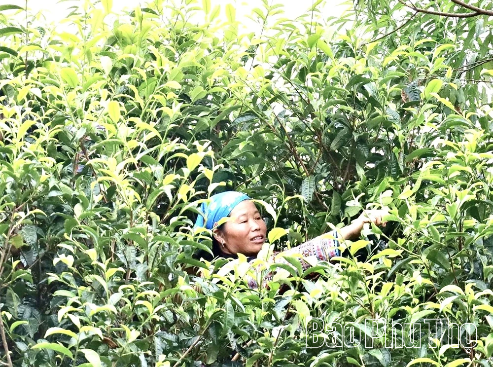 Kỳ 2 - Cấp thiết bảo tồn, phát huy giá trị nguồn nguyên liệu sạch, đặc biệt quý hiếm