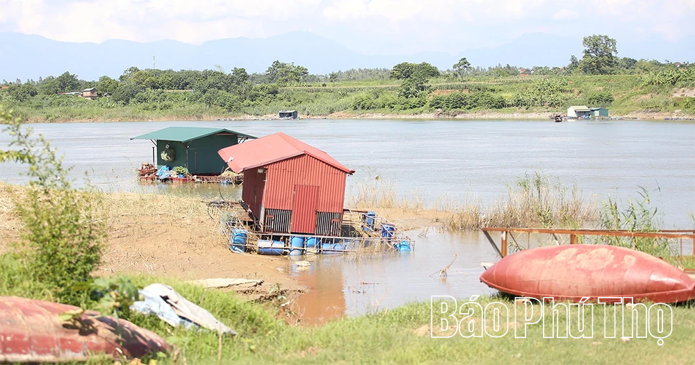 Cần vực lại nghề nuôi cá lồng ở Vân Phú