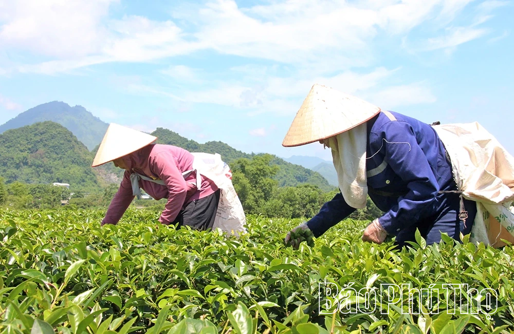 Ngành Nông nghiệp góp sức vào mục tiêu tăng trưởng hai con số của tỉnh