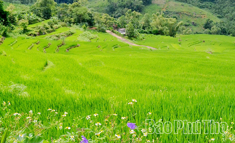 Mê mẩn ruộng bậc thang vùng cao Mường Vang