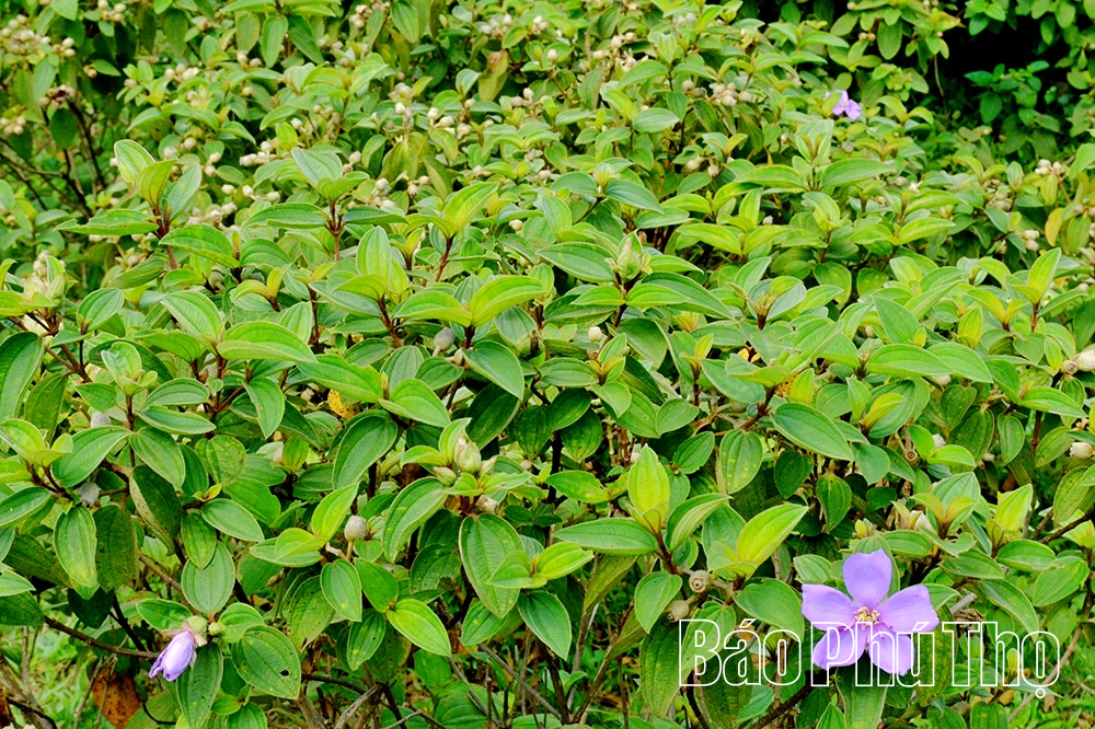 Mê mẩn ruộng bậc thang vùng cao Mường Vang