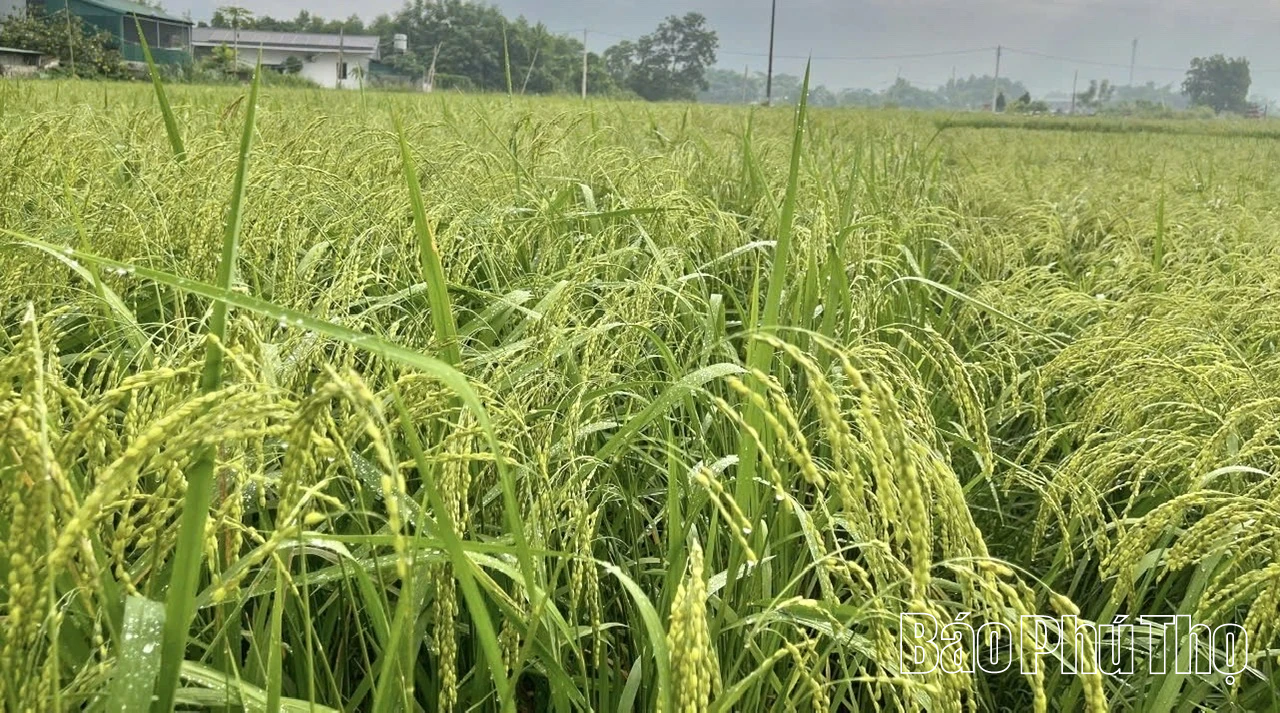 Xây dựng chỉ dẫn địa lý cho sản phẩm gạo nếp Gà Gáy Mỹ Lung