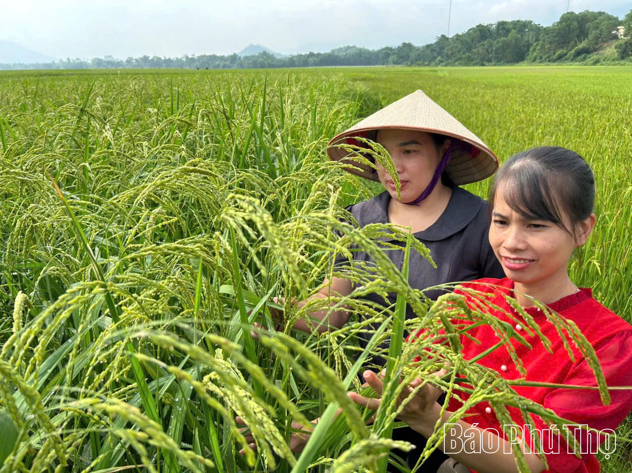 Xây dựng chỉ dẫn địa lý cho sản phẩm gạo nếp Gà Gáy Mỹ Lung