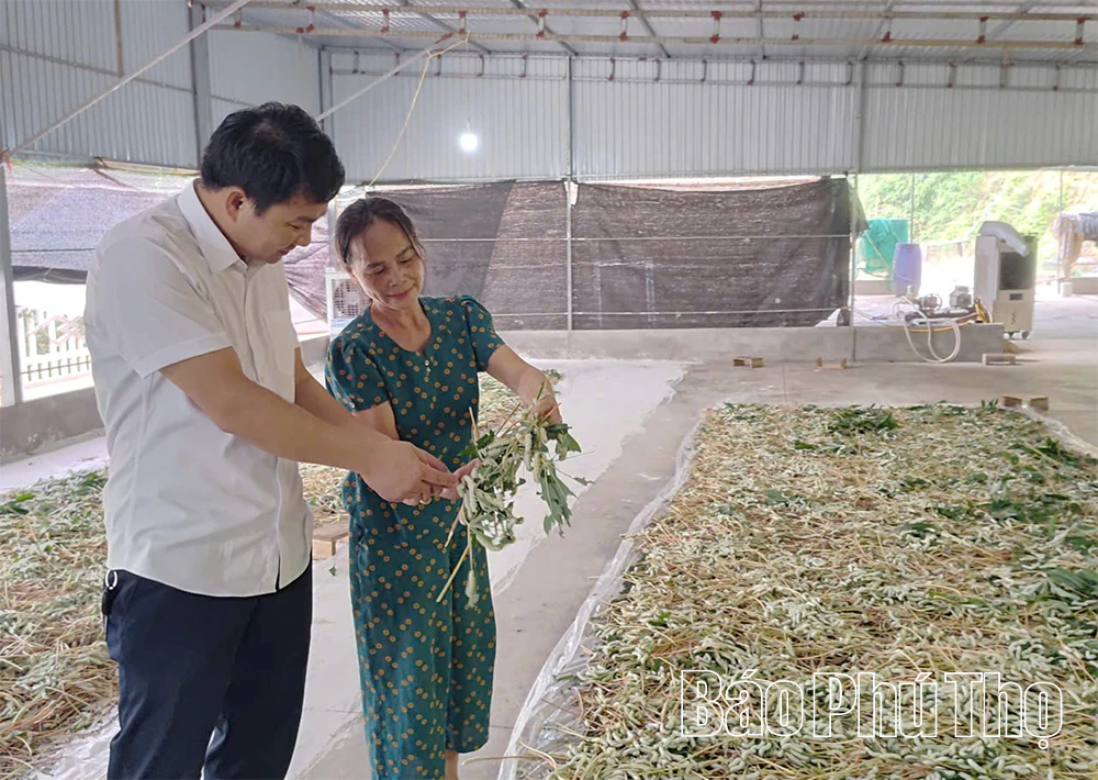 Triển vọng nghề nuôi tằm ở xã Đồng Lương