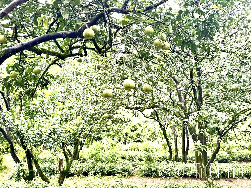 Nâng giá trị, vực danh tiếng bưởi đặc sản Bằng Luân