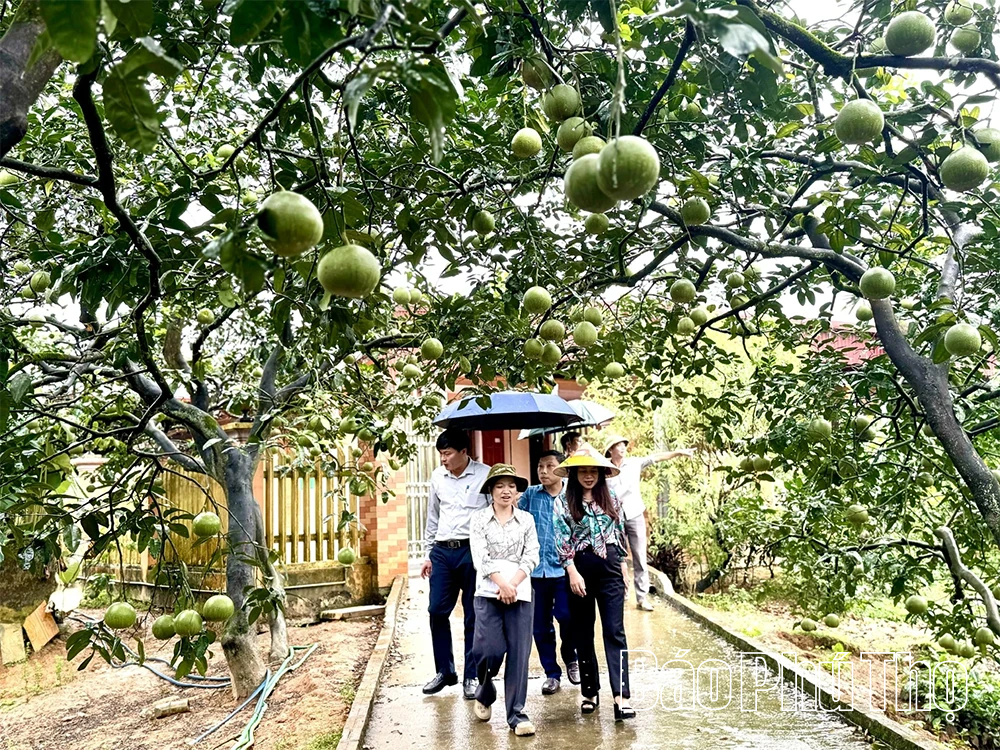 Nâng giá trị, vực danh tiếng bưởi đặc sản Bằng Luân