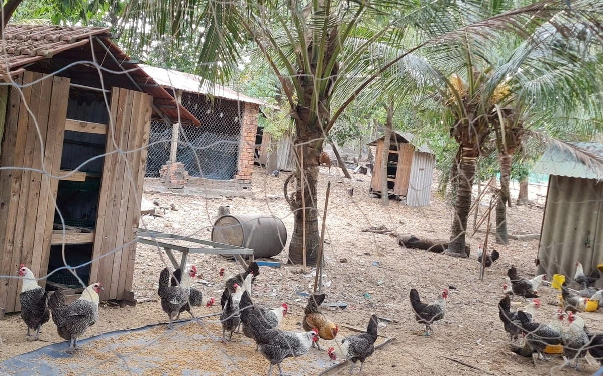 Những mô hình chăn nuôi chi phí thấp hiệu quả cao