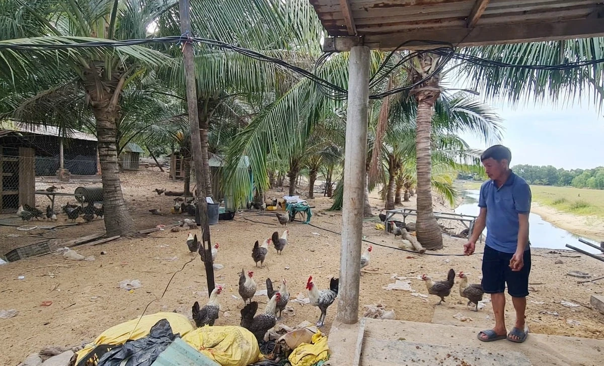 Những mô hình chăn nuôi chi phí thấp hiệu quả cao