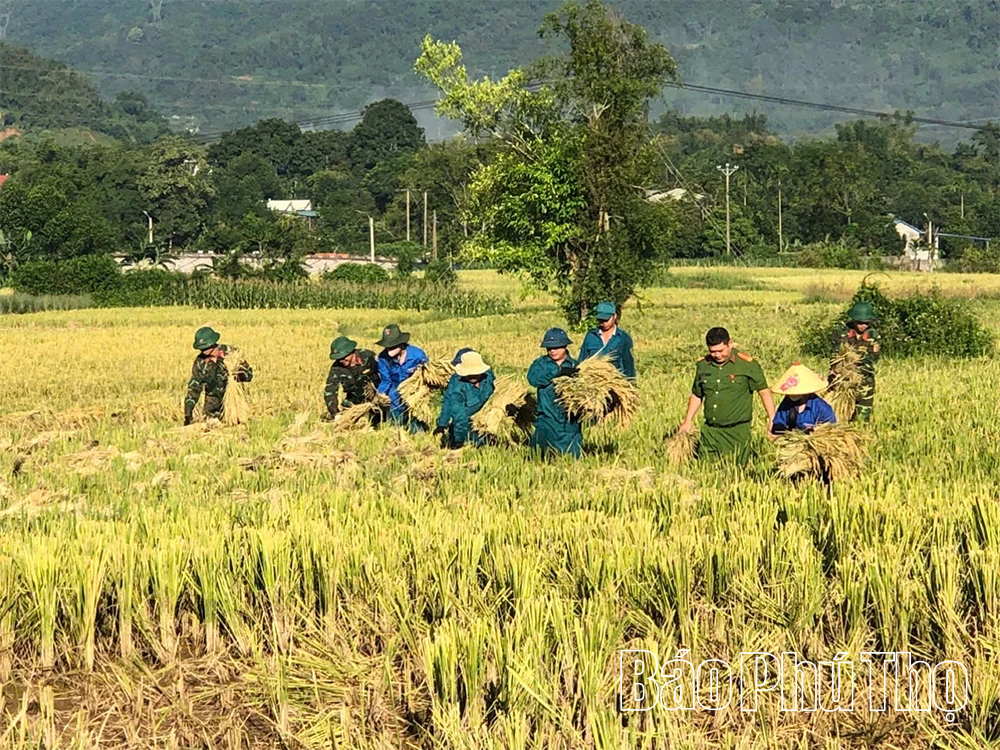 Chung tay giúp dân thu hoạch lúa trước bão số 11