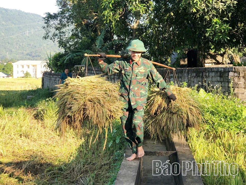 Chung tay giúp dân thu hoạch lúa trước bão số 11