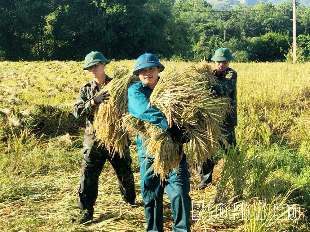 Chung tay giúp dân thu hoạch lúa trước bão số 11