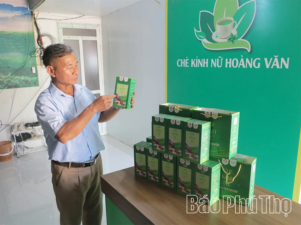 Xã Minh Đài kiến tạo chuỗi giá trị chè xanh vùng cao