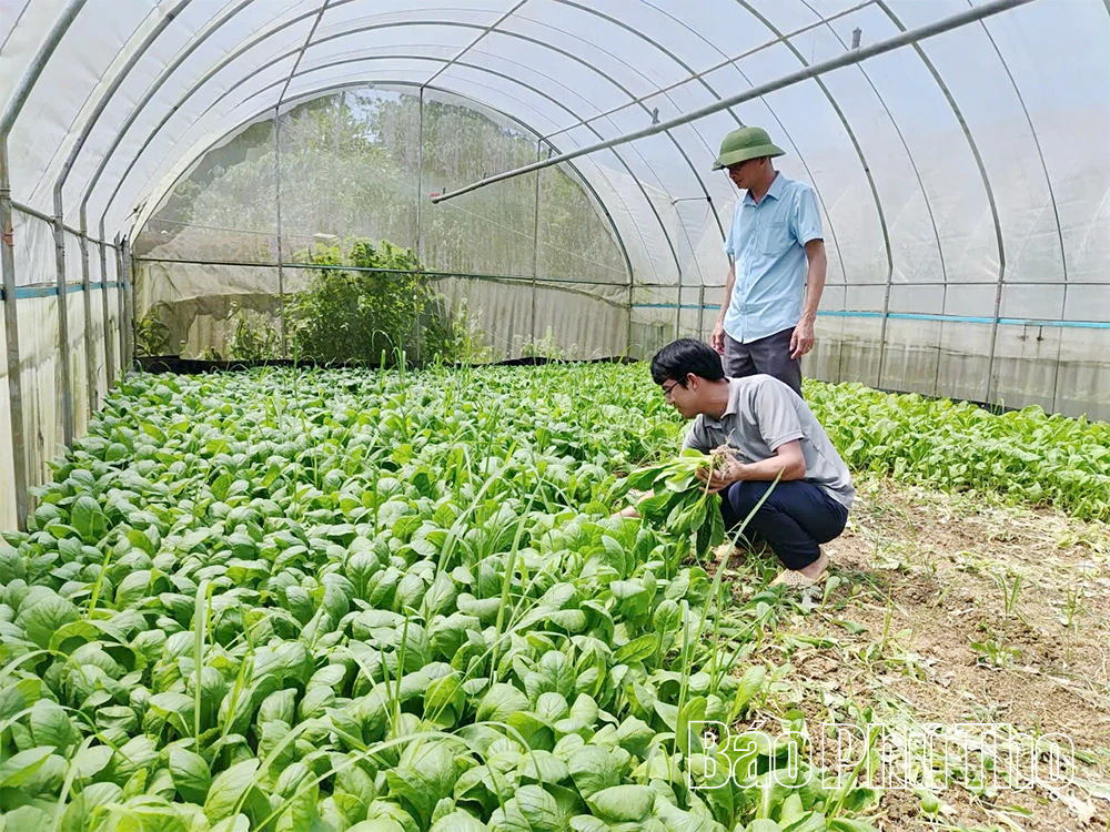 Sản xuất nông sản theo hướng hàng hóa