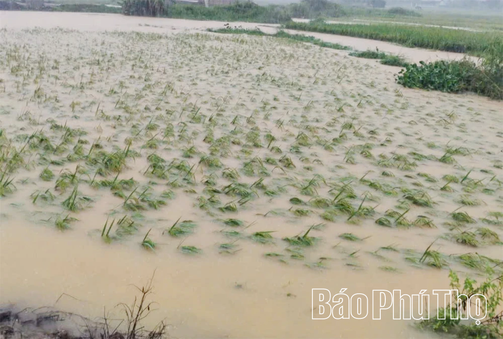 Xã Mường Bi: Sạt lở đường quản lý vận hành hồ Chù Bụa và thiệt hại 107ha lúa, hoa màu